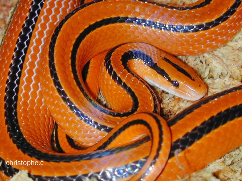 Oreocryptophis Porphyraceus Black Banded Trinket Snake Elaphe